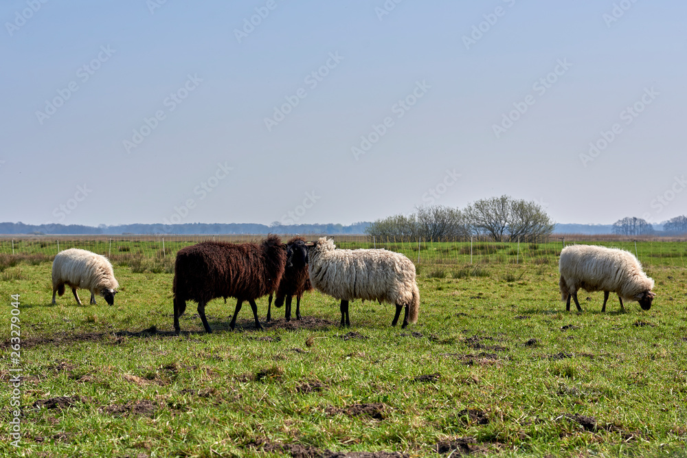 Sheep in the field, Groningen - Netherlands Sheep in the field, Groningen - Netherlands