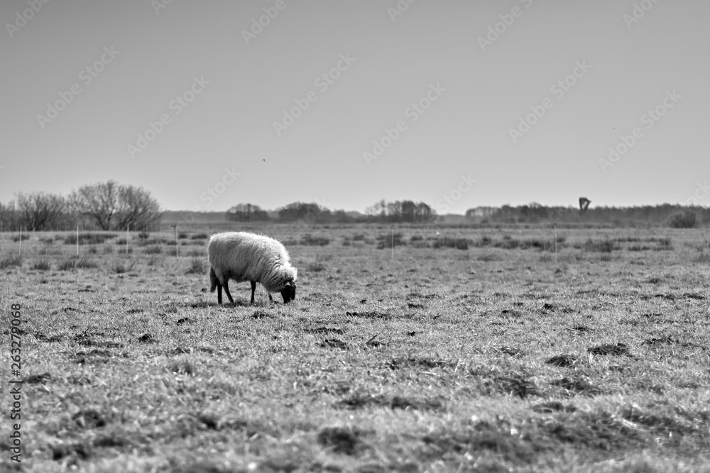 Fototapeta premium Sheep in the field, Groningen - Netherlands