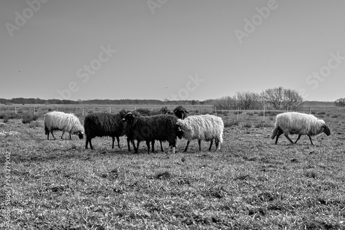 Sheep in the field  Groningen - Netherlands