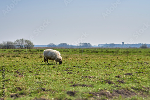 Sheep in the field  Groningen - Netherlands