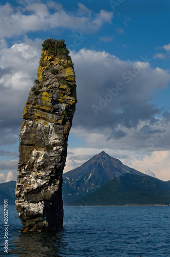 Russia. Kamchatka. Nests of seagulls on the rocks of the Avacha Bay on the background of the volcano 