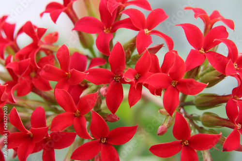 Bright red cruciform flowers in the Kalanchoe inflorescence.