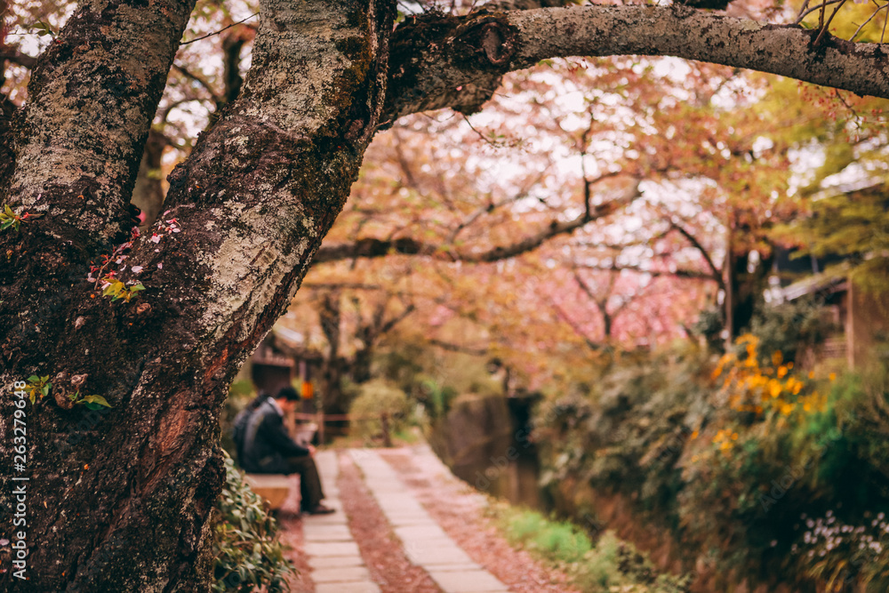 man sitting on a bench in Japan during the spring time with Japanese sakura cherry blossoms man sitting on a bench in Japan during the spring time with Japanese sakura cherry blossoms