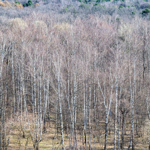 Wallpaper Mural above view of bare birch grove in forest in spring Torontodigital.ca