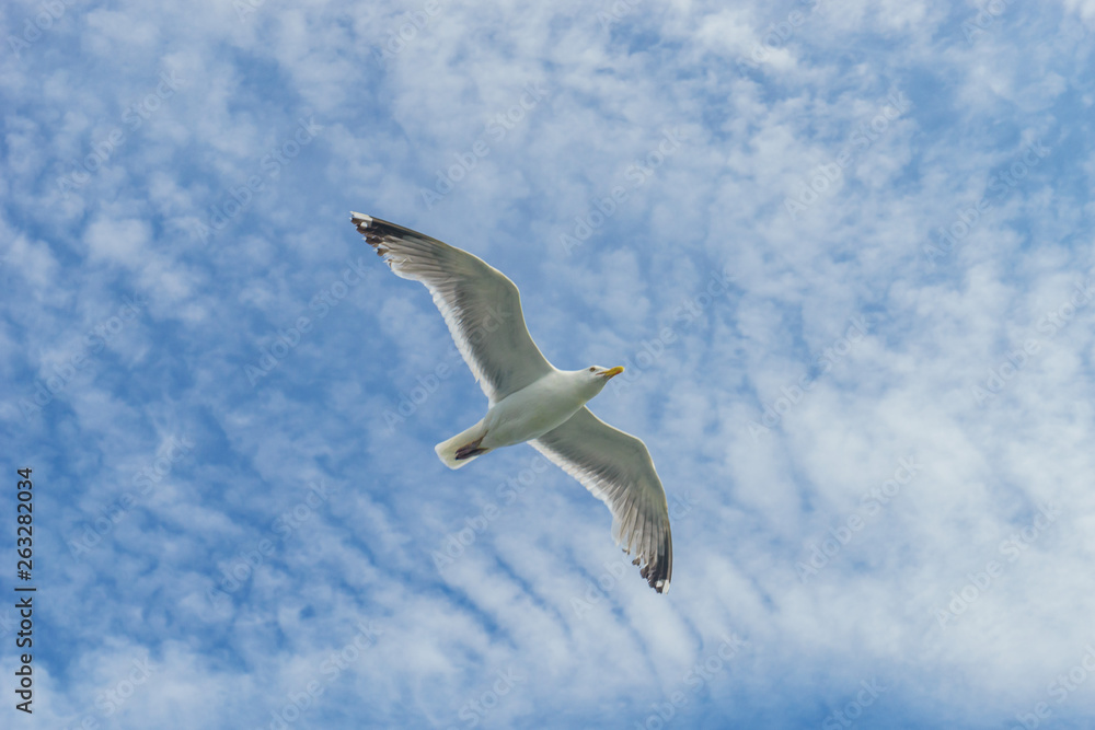 White gull flying Lower New York Bay White gull flying Lower New York Bay
