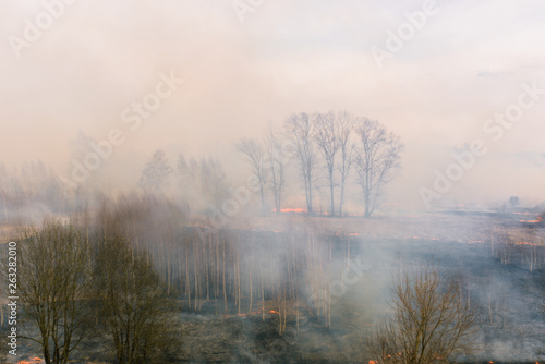 The consequences of a forest fire. Burnt trees and grass. Smoke and fire in the forest. Forest fire