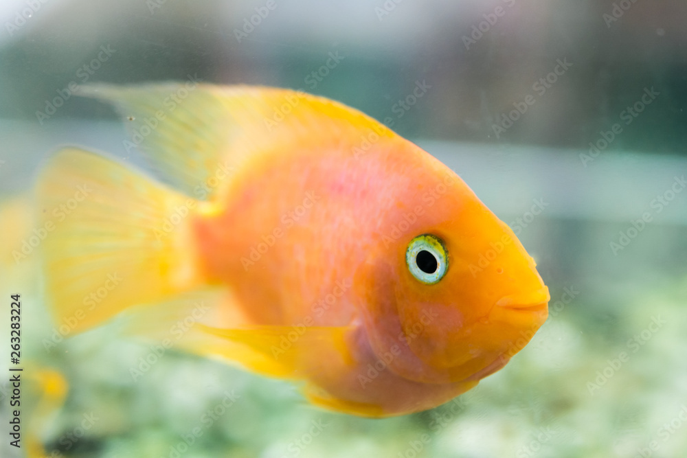 Parrot Fish. The aquarium blood parrot cichlid (or more commonly and formerly known as parrot cichlid) is a hybrid thought to be between the midas and the redhead cichlid. Parrot Fish. The aquarium blood parrot cichlid (or more commonly and formerly known as parrot cichlid) is a hybrid thought to be between the midas and the redhead cichlid.