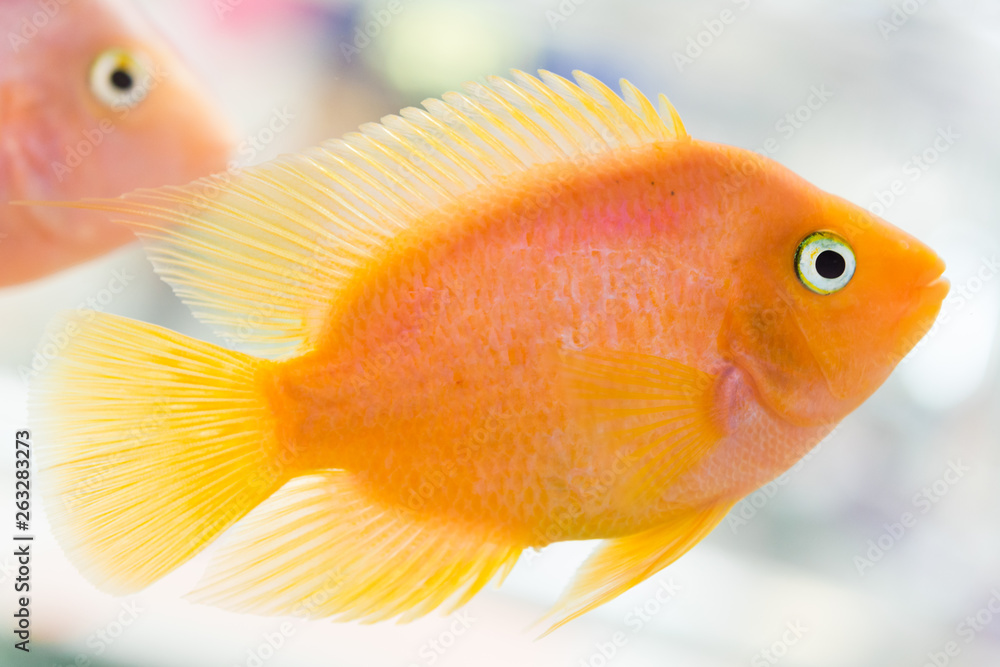 Parrot Fish. The aquarium blood parrot cichlid (or more commonly and formerly known as parrot cichlid) is a hybrid thought to be between the midas and the redhead cichlid. Parrot Fish. The aquarium blood parrot cichlid (or more commonly and formerly known as parrot cichlid) is a hybrid thought to be between the midas and the redhead cichlid.