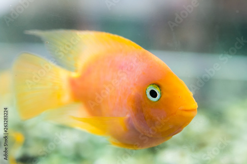 Parrot Fish. The aquarium blood parrot cichlid (or more commonly and formerly known as parrot cichlid) is a hybrid thought to be between the midas and the redhead cichlid.