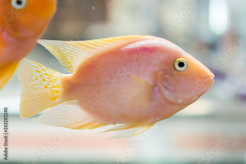Parrot Fish. The aquarium blood parrot cichlid  or more commonly and formerly known as parrot cichlid  is a hybrid thought to be between the midas and the redhead cichlid.