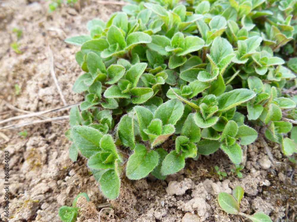 fresh young oregano growing in the garden fresh young oregano growing in the garden