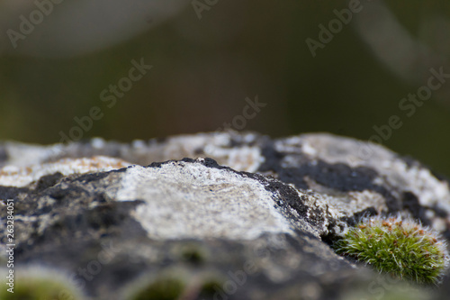 Lichen sur rocher