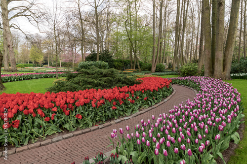 Pure red and pink whitei color tulips blossom blooming under a very well maintained garden in spring time