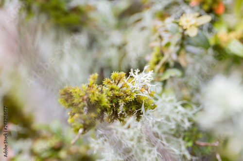 Mousse et lichens © Louis