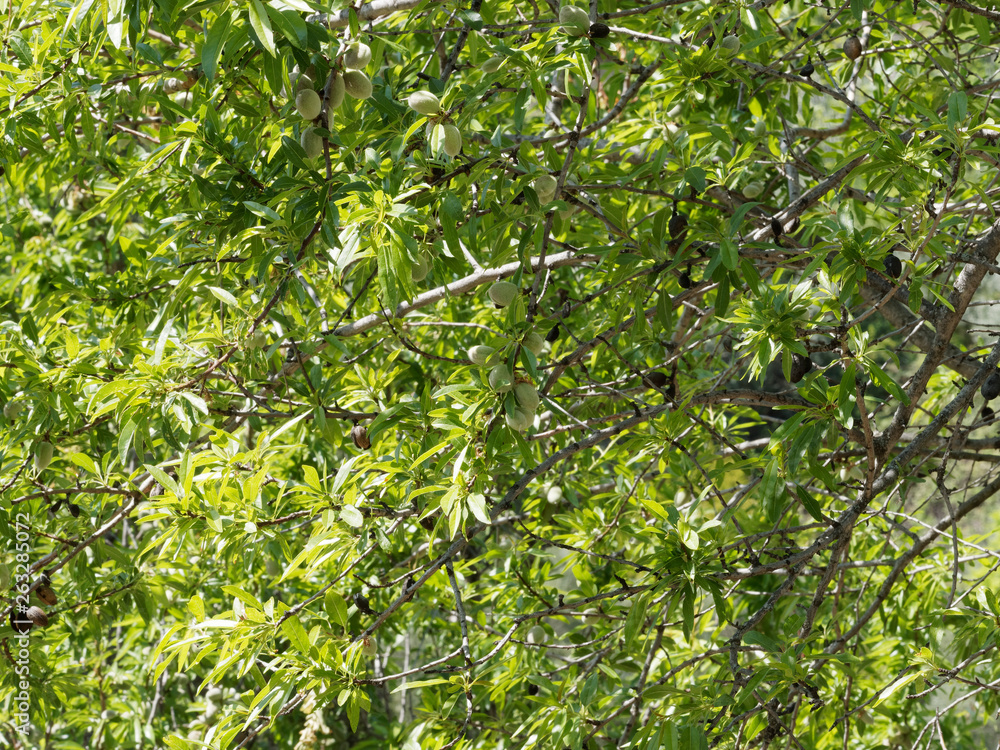 Amandier (Prunus dulcis) aux rameaux garnis de feuilles et de drupes matures vertes et charnues Amandier (Prunus dulcis) aux rameaux garnis de feuilles et de drupes matures vertes et charnues