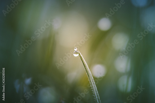 Tautropfen auf Gras © Stephan_x86