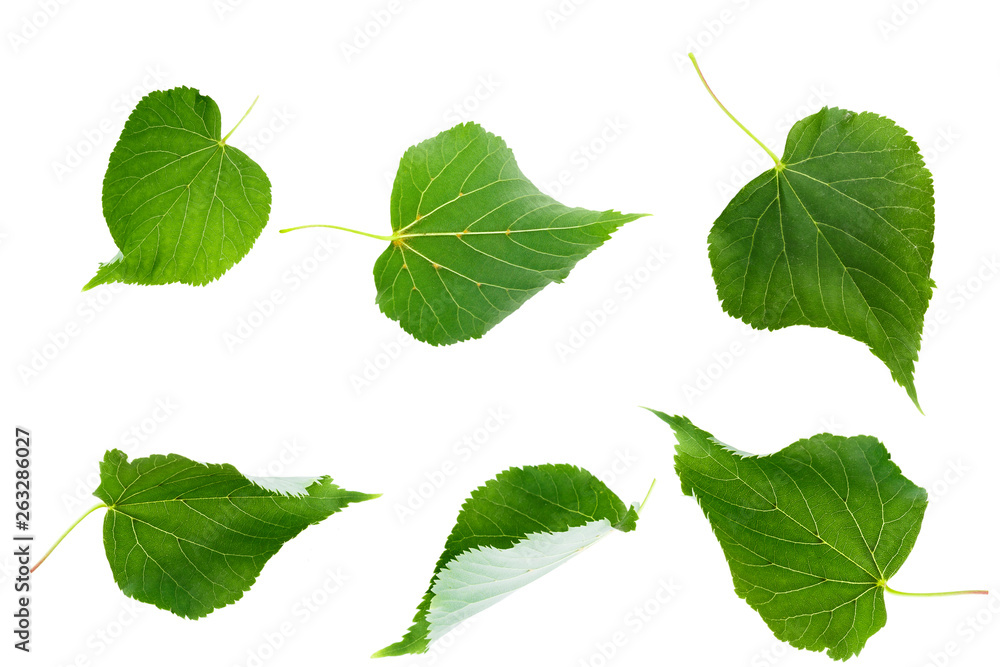 green linden leaves isolated green linden leaves isolated