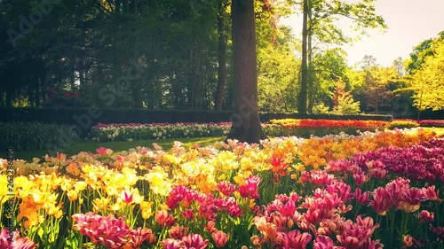 Wallpaper Mural Walking in a park with multicolor spring flowers - hyacinths and tulips, 4k Torontodigital.ca