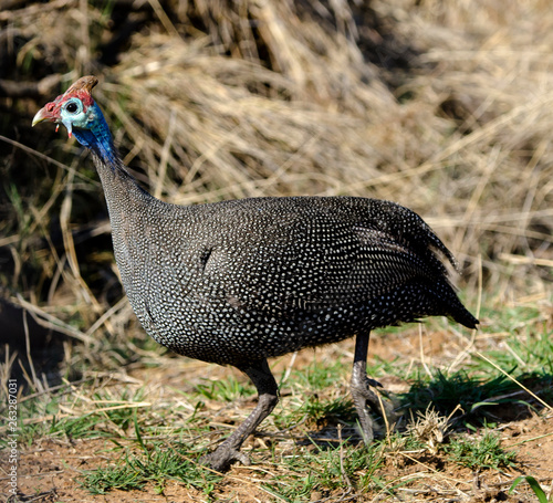 Pintade de Numidie,.Helmeted Guineafowl,.Numida meleagris coronata photo