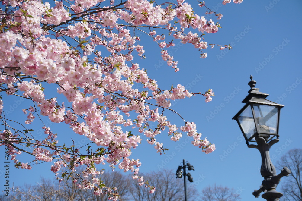 cherry blossom and blue sky