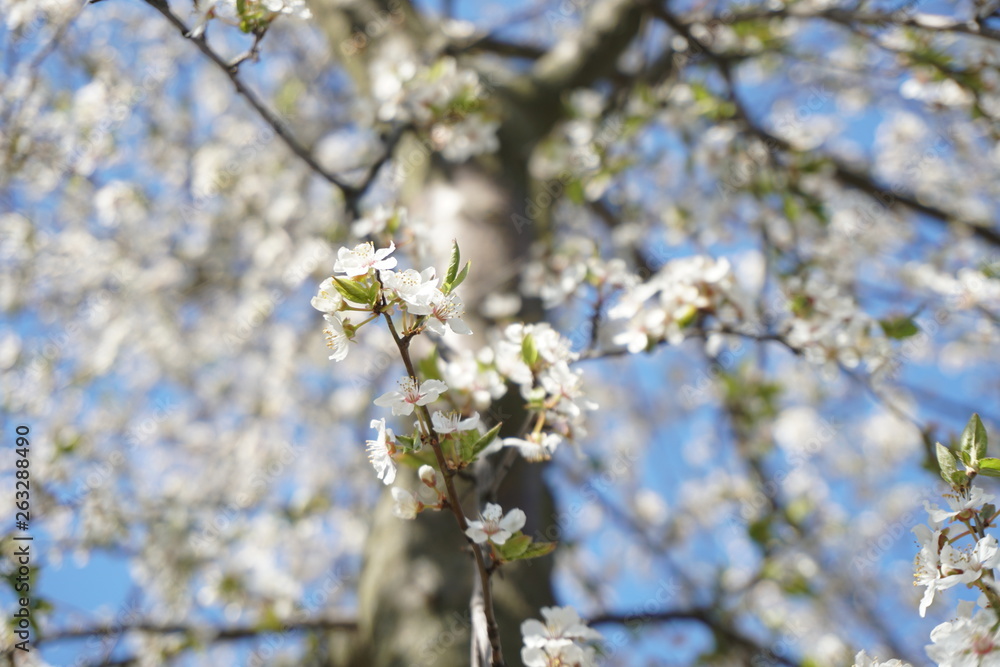 white flowers in spring