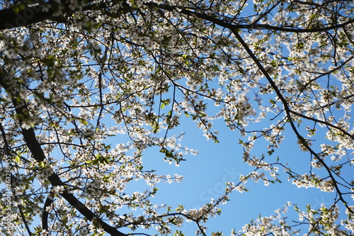 branch of a tree in spring