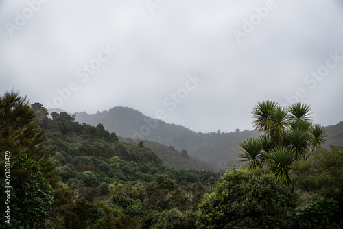 Lush misty landscape in New Zealand.