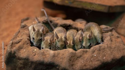 Cute mice in a tight row.