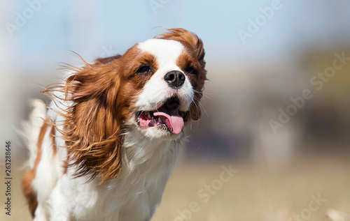 active dog breed spaniel runs