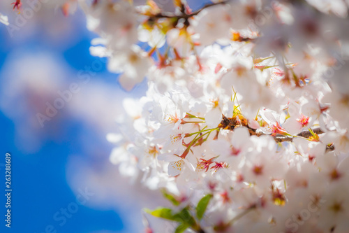 Selective focus cherry blossom sakura in japan with blurred blue sky background