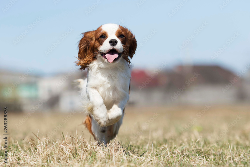 active dog breed spaniel runs active dog breed spaniel runs