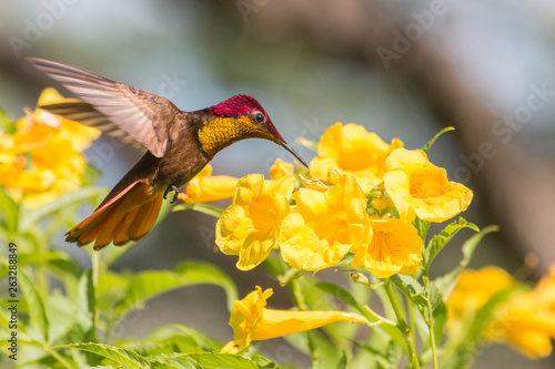 Ruby Topaz Hummingbird (Chrysolampis mosquitus) and yellow flowers photo