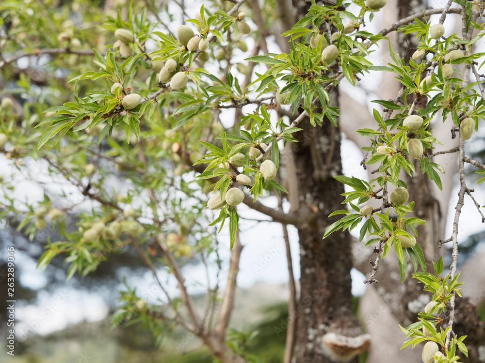 Fototapeta premium Prunus dulcis - Amandier aux rameaux garnis de drupes matures vertes et charnues