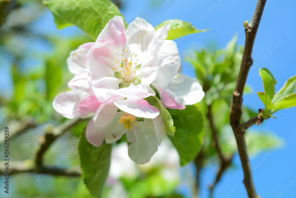 Fototapeta premium Beautiful new growth of blossom on apple tree