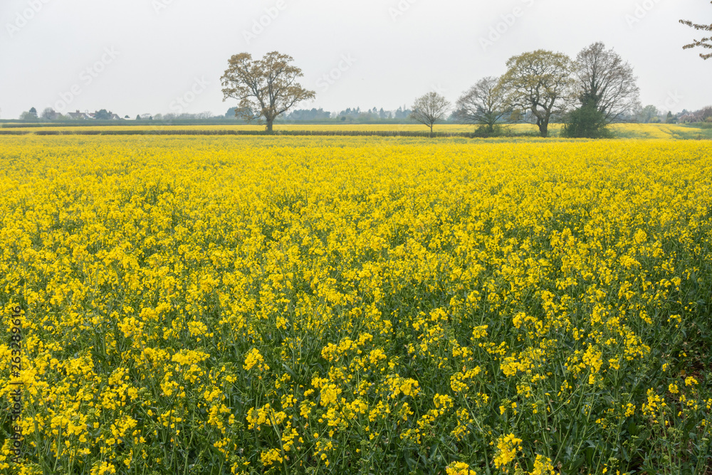 A view across a field full or rapeseed in bloom,