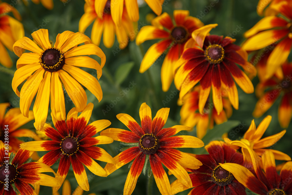 Yellow Orange Rudbeckia closeup in the garden Yellow Orange Rudbeckia closeup in the garden