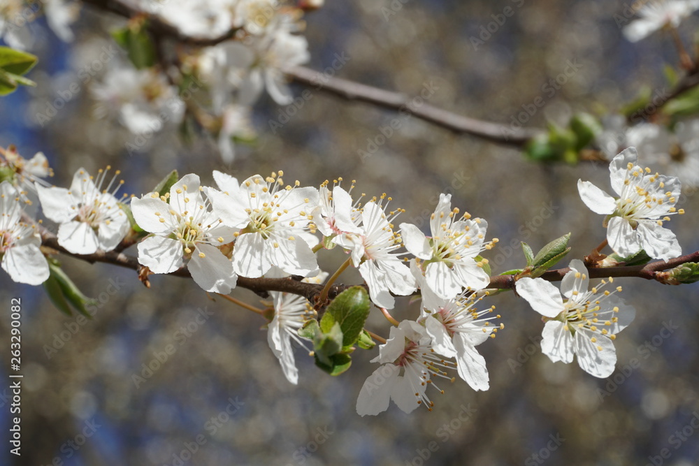 Obraz premium cherry tree blossom