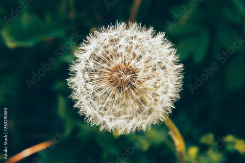 Dandelion seeds blowing in wind in summer field background. Change growth movement and direction concept. Inspirational natural floral spring or summer garden or park. Ecology nature landscape