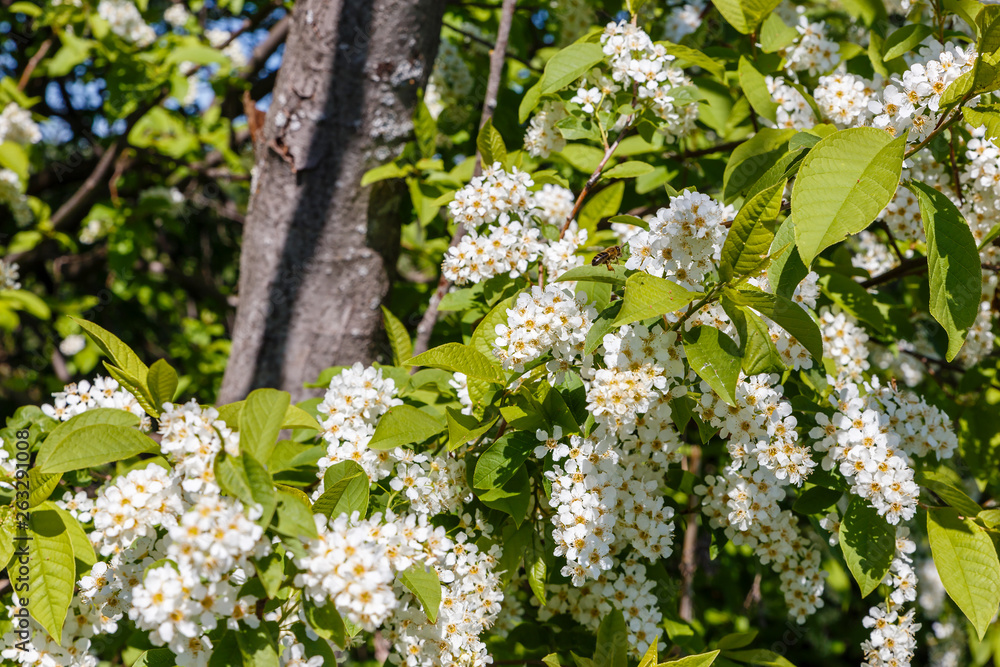Obraz premium Honeybee is gathering pollen from a blooming bird cherry. Beautiful spring scene with many little flowers and bee.