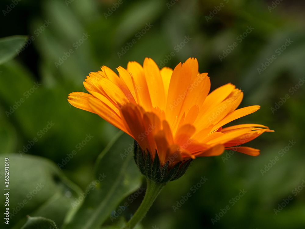 Bright orange calendula marigold flower blooming in the spring sunlight Bright orange calendula marigold flower blooming in the spring sunlight