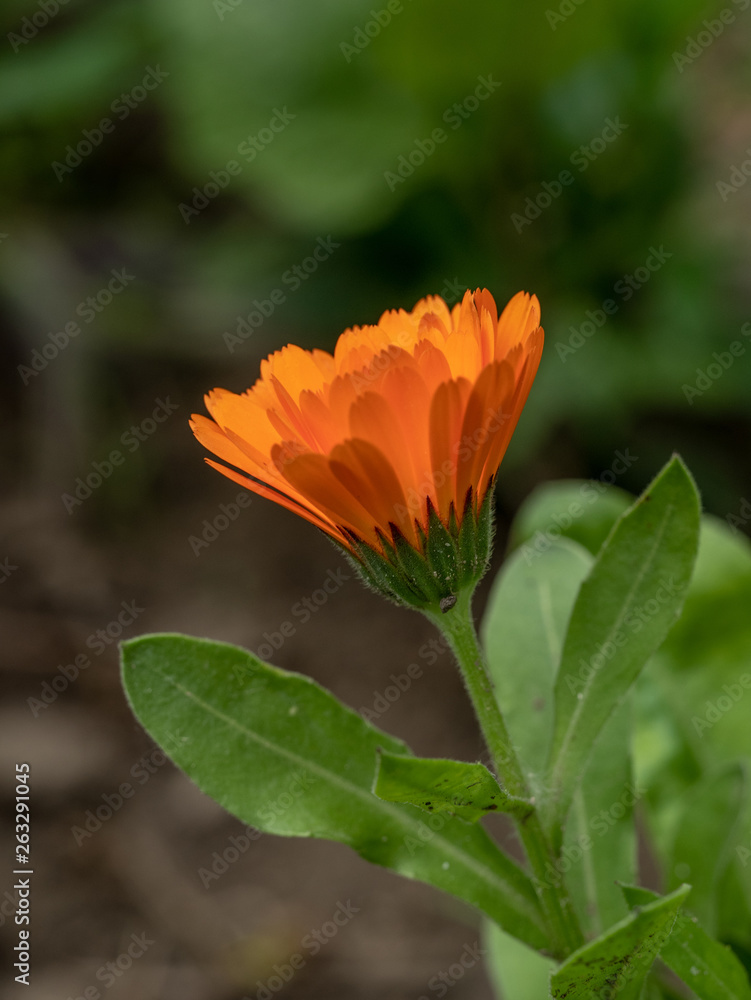 Bright orange calendula marigold flower blooming in the spring sunlight Bright orange calendula marigold flower blooming in the spring sunlight