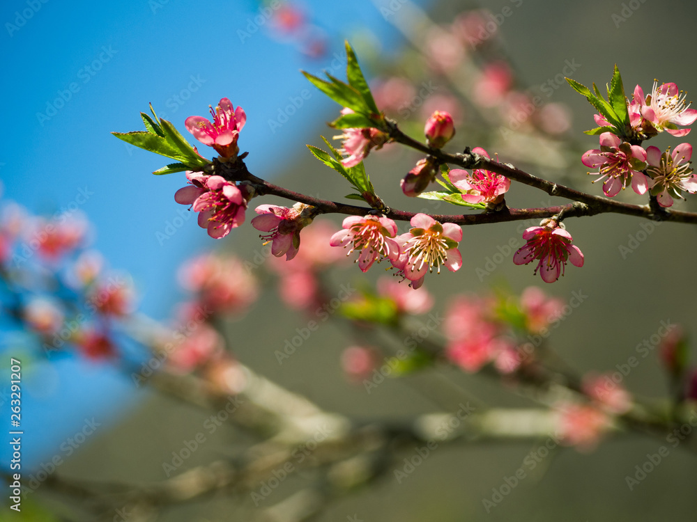 Closeup of pink flowers on blooming branch of cherry tree Closeup of pink flowers on blooming branch of cherry tree