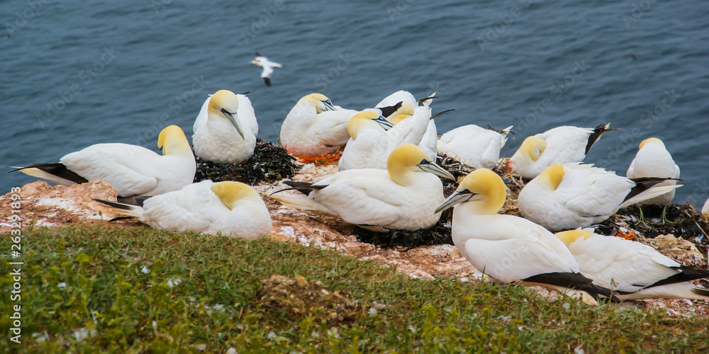 northern gannet colony on the Cliffs of the Island Helgoland in Germany northern gannet colony on the Cliffs of the Island Helgoland in Germany