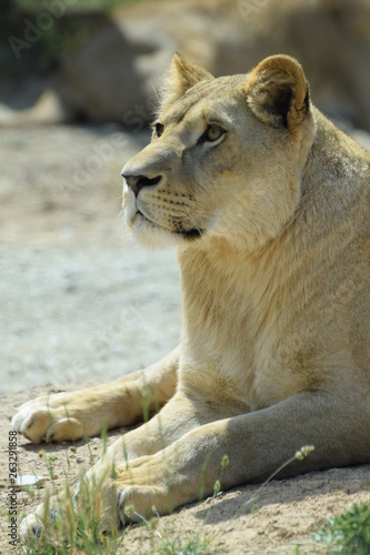 Wild lion in a Safari Park in France