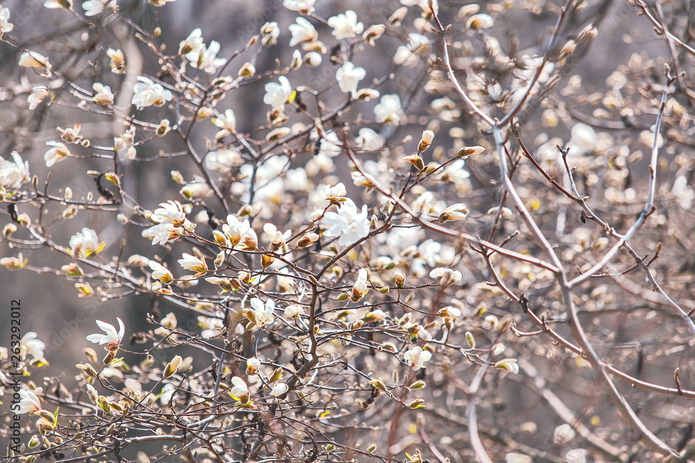 dissolving magnolia flowers in the trees in the garden dissolving magnolia flowers in the trees in the garden