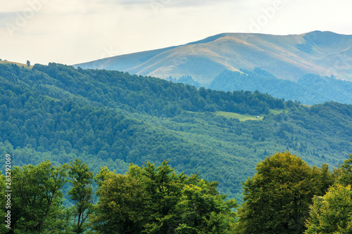 primeval beech forests of carpathian mountains. beautiful late summer landscape in afternoon. svydovets ridge in the distance. 
