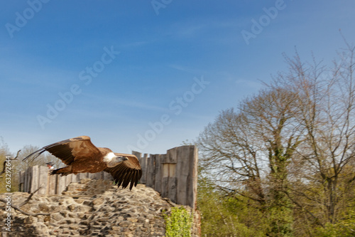 vautour