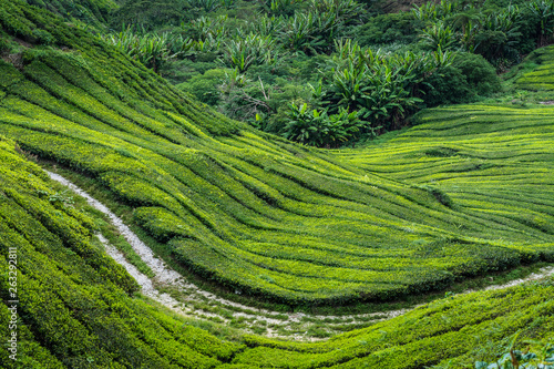 Plantación de té