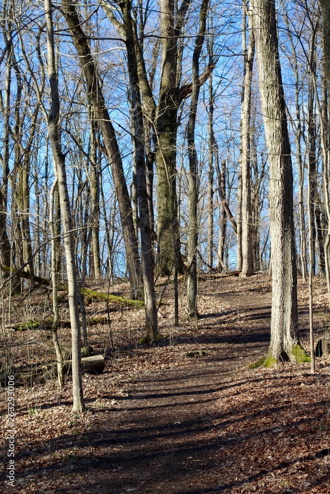 The hiking trail in the bare tree forest on a sunny day. The hiking trail in the bare tree forest on a sunny day.