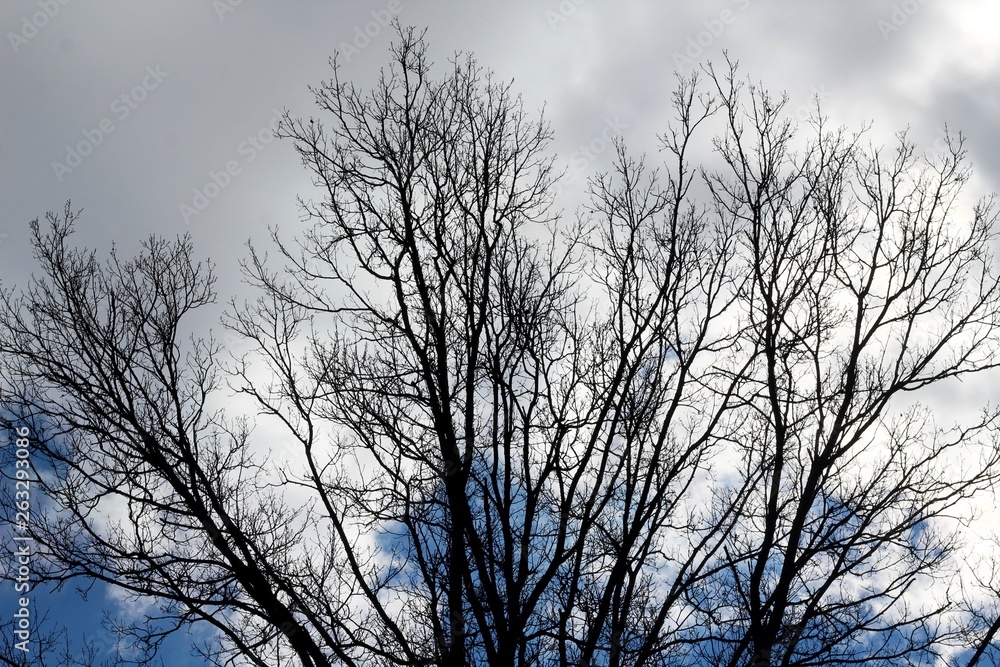 The cloudy gray clouds though the bare branches of trees. The cloudy gray clouds though the bare branches of trees.